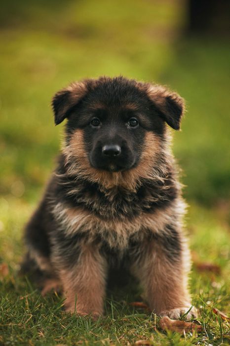 Owczarek niemiecki Owczarki niemieckie