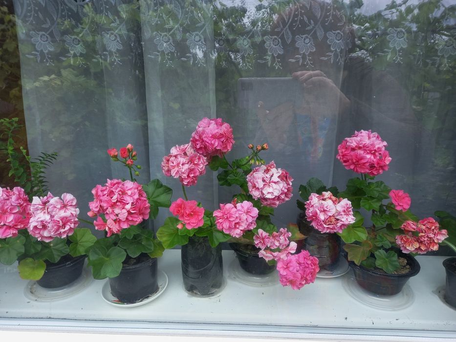 Каланхоє жовтий.