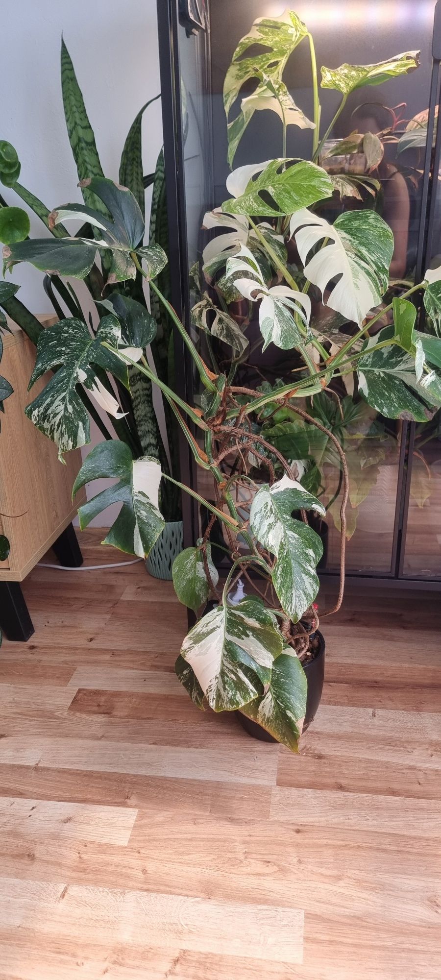 Monstera Variegata