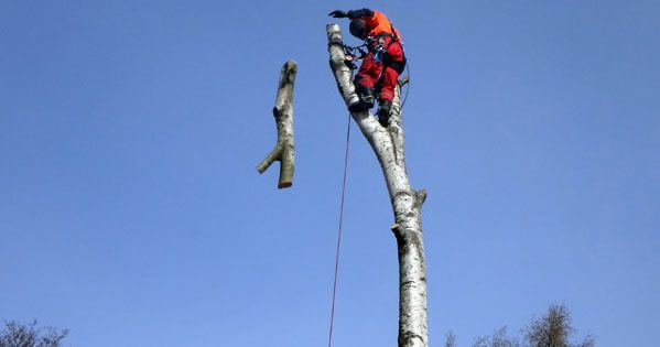 СПИЛЮВАННЯ АВАРІЙНИХ ДЕРЕВ (валка, обрізка, порізка)