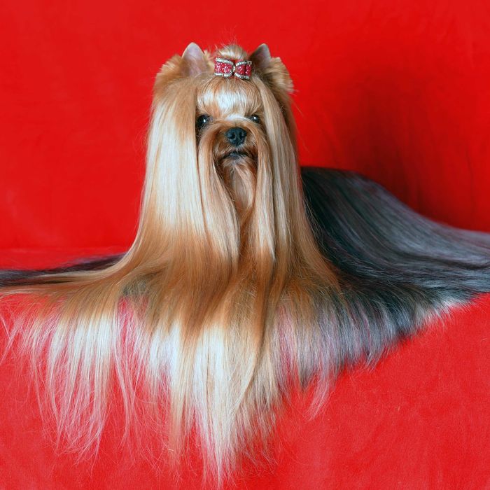 Yorkshire terrier (York) - PRAWDZIWY RODOWÓD ZKwP (FCI)
