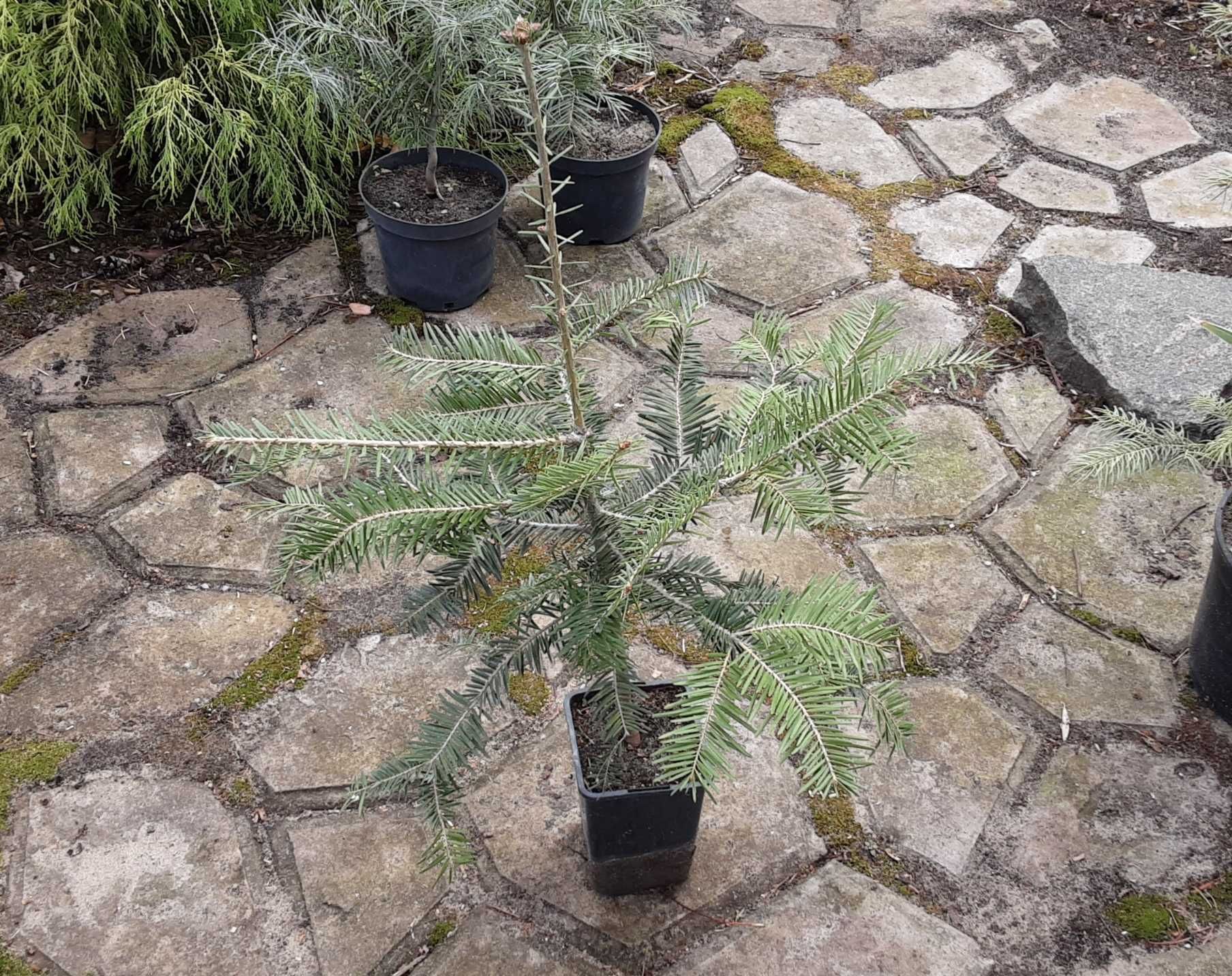 Пихта белая европейская
Abies alba