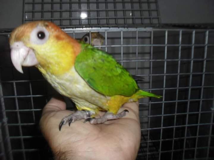 Marianinhas cabeça canela