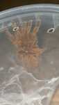 Murinus ok. 3DC NS