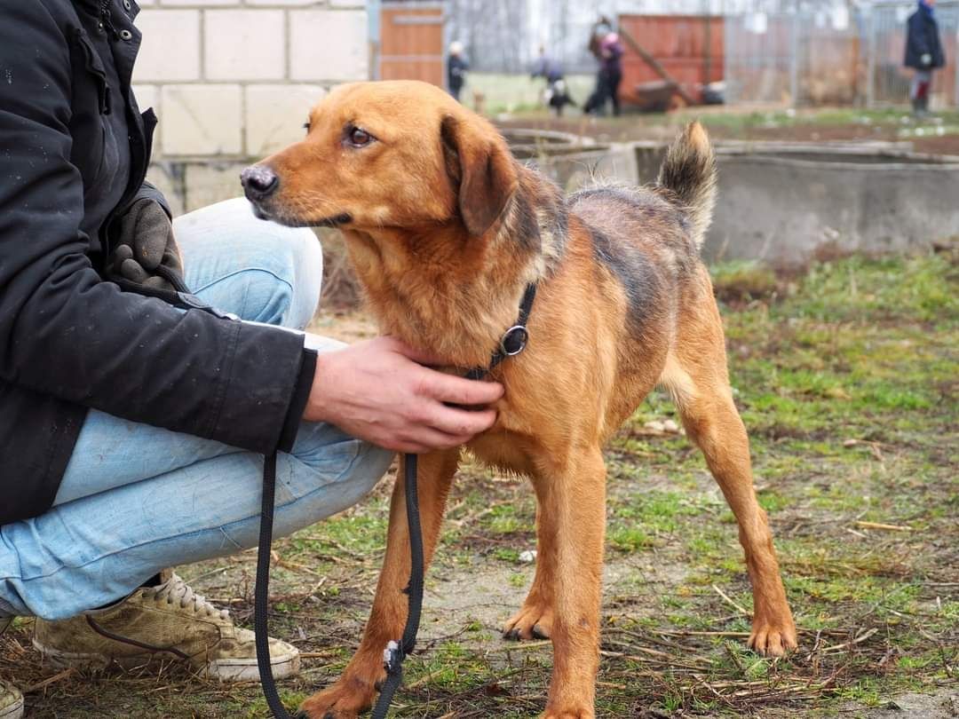 PIGMEJ cudowny psiak kochający ludzi i świat szuka PILNIE dobrego domu