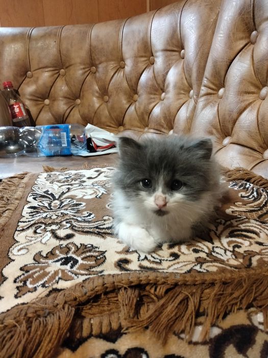 Одам котиков, два месяца.