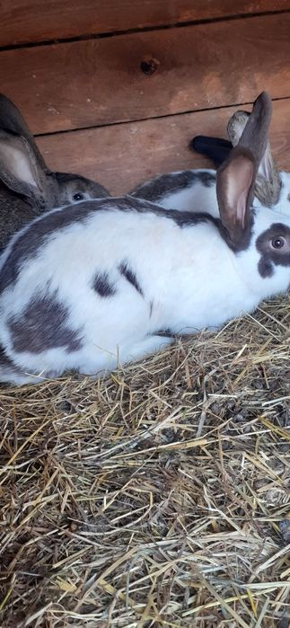 Króliki samce i samiczk na sprzedaż i