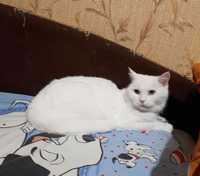 Белая красивая кошка Нюша, 10 лет, стерилизована