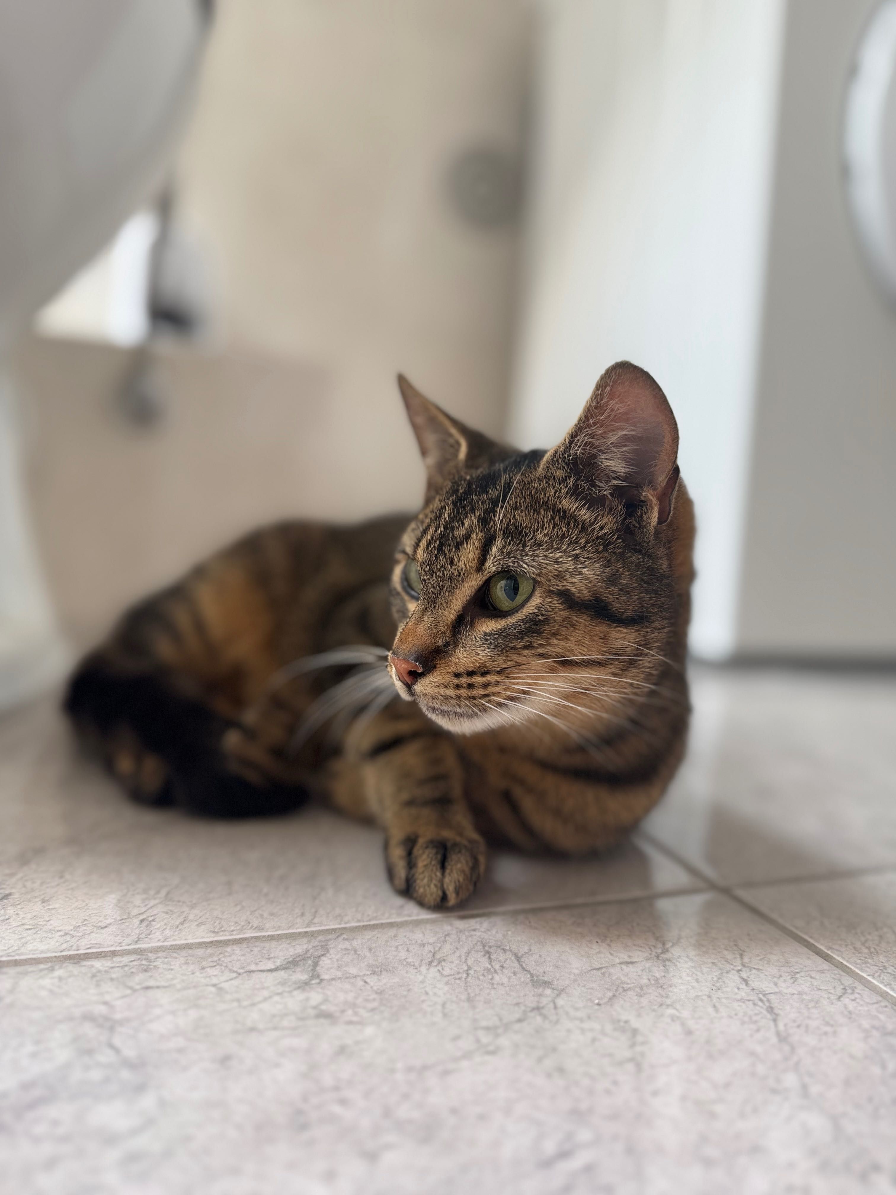 Piękny kotek do adopcji