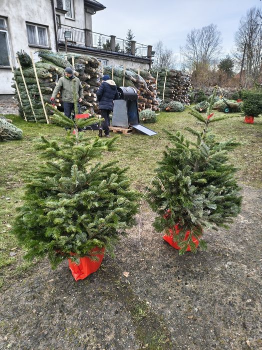 Świerki srebrne doniczka 160-180cm zamów lub przyjedź Puławska 416