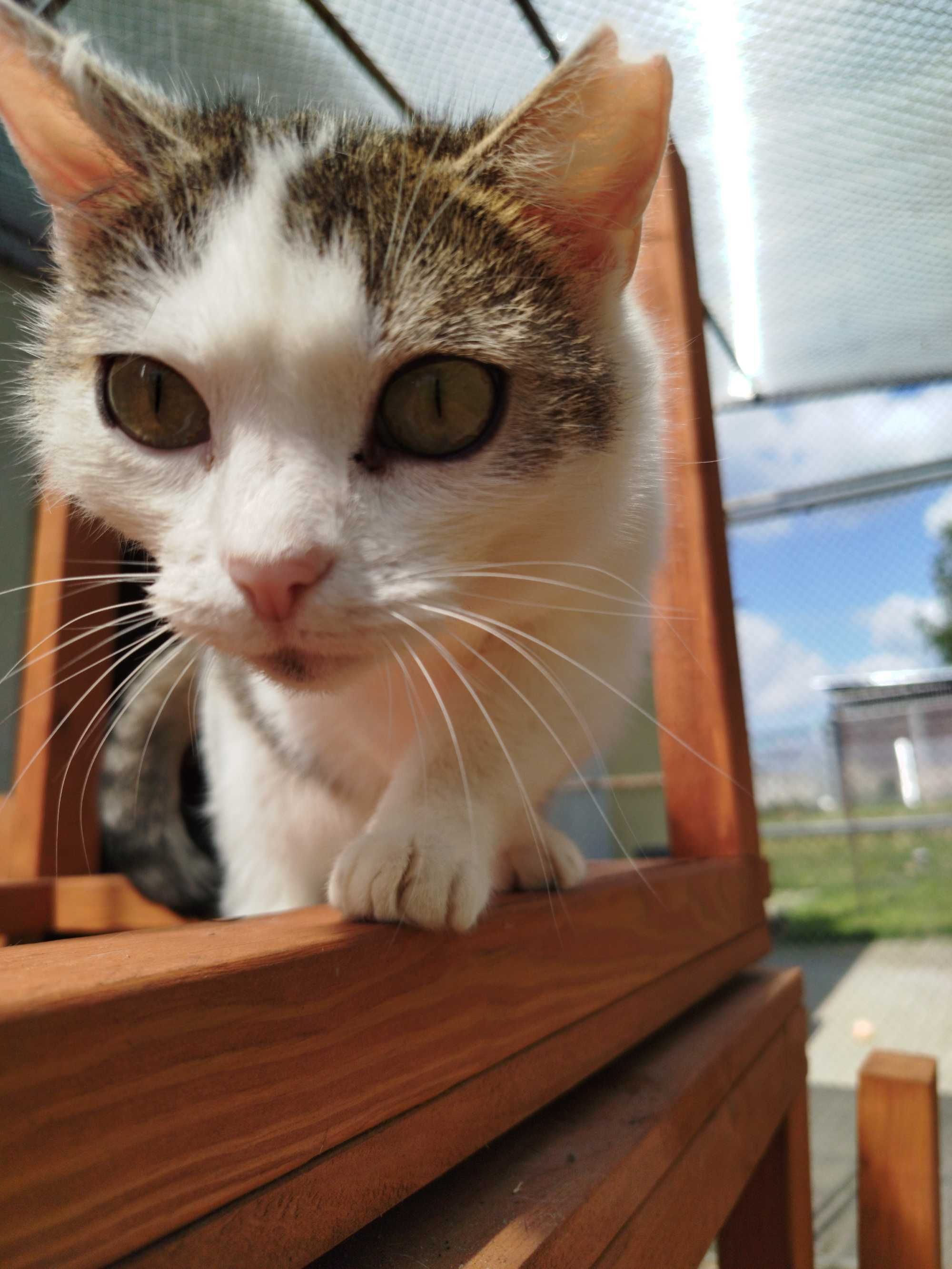 PAULINKA kotka kochana adopcja schronisko