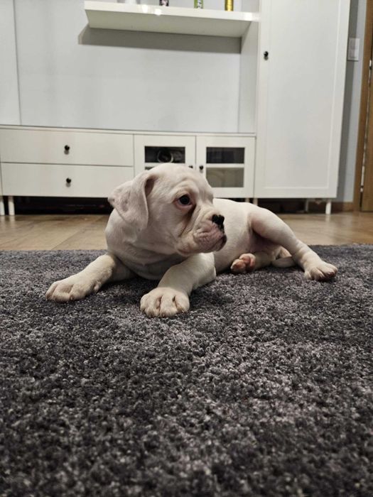 Biały piesek Bokser gotowy do odbioru