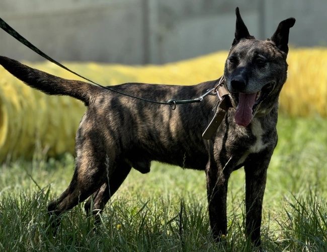 Morengo do adopcji!