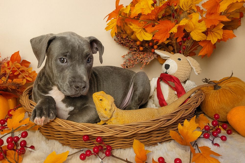 Śliczny piesek Amstaff blue!