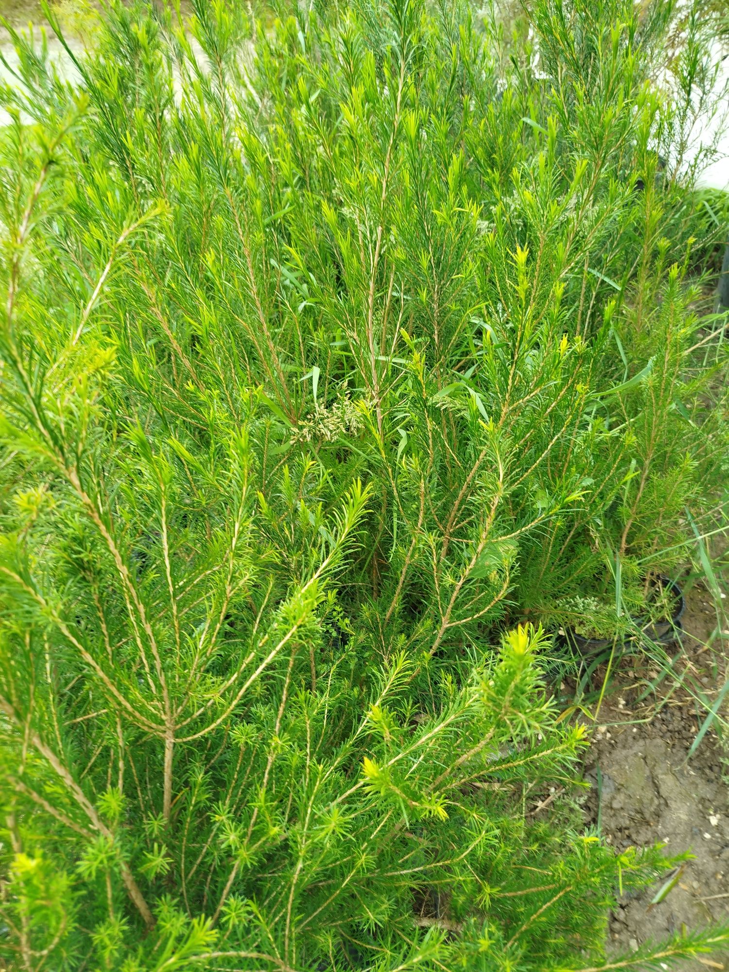 Plantas para sebes