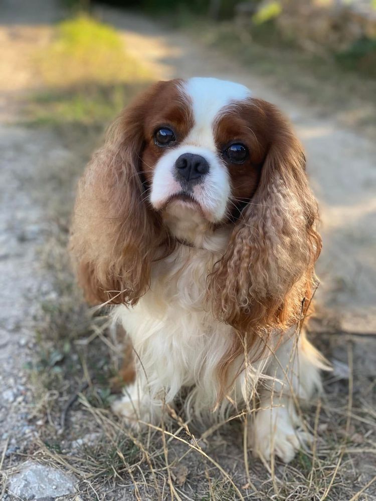 Chłopiec Cavalier King Charles Spaniel