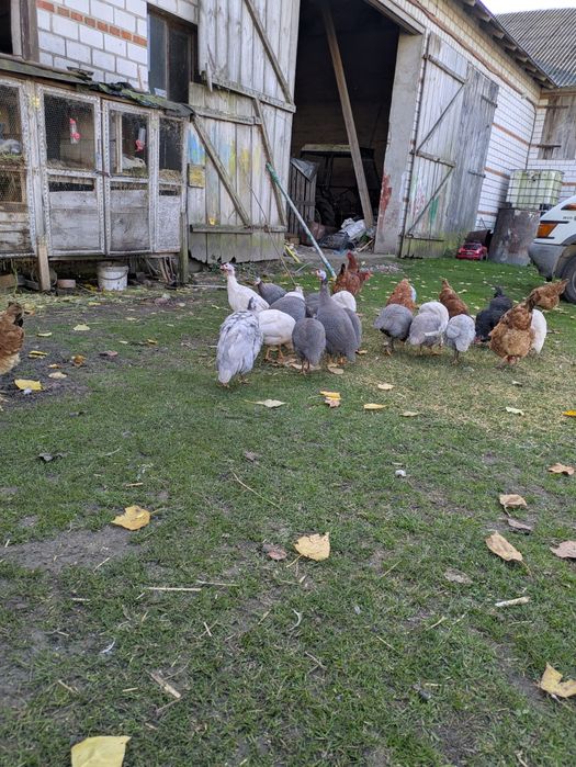 indyki perliczki koguty leghorn