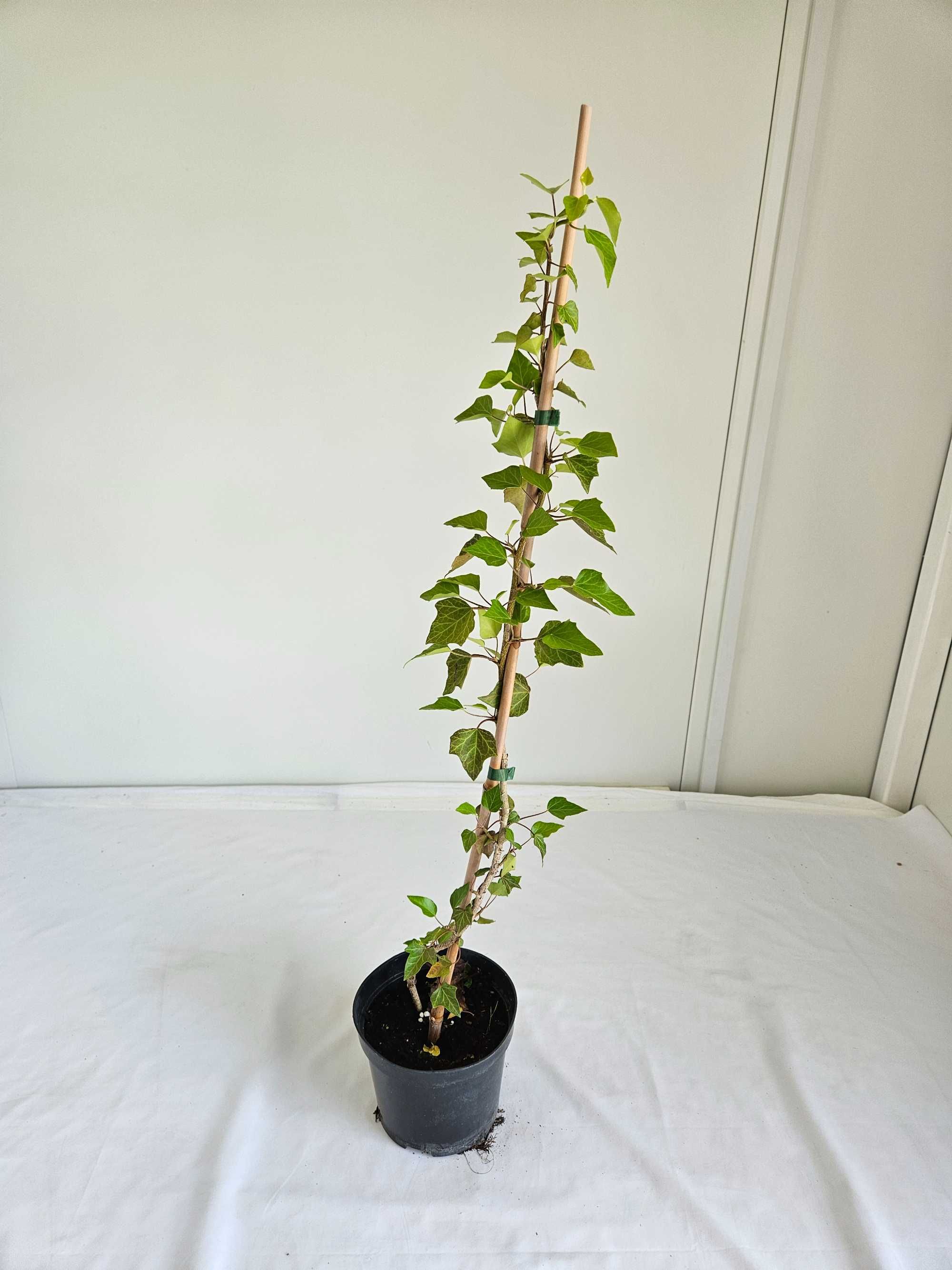 Bluszcz pospolity na kiju  Hedera helix  90 cm  Donica 2L
