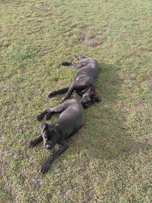 Кане-Корсо цуценята