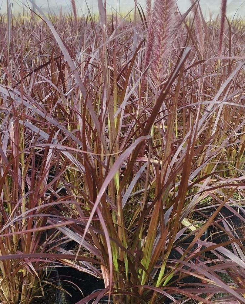 Plantas gramíneas, phormium, pennisetum e outras