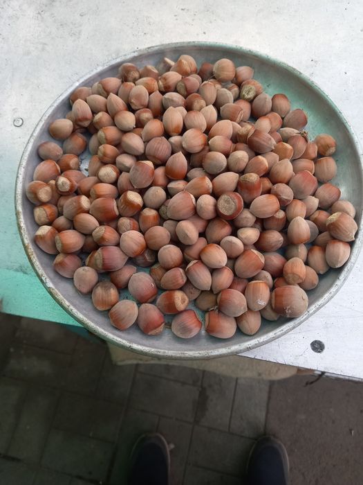 Орехи лещина этого года