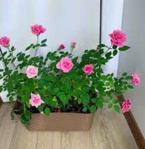 Роза комнатная. Саженцы роз