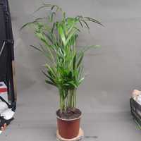 Palma Areca Dypsis oczyszcza powietrze 80cm