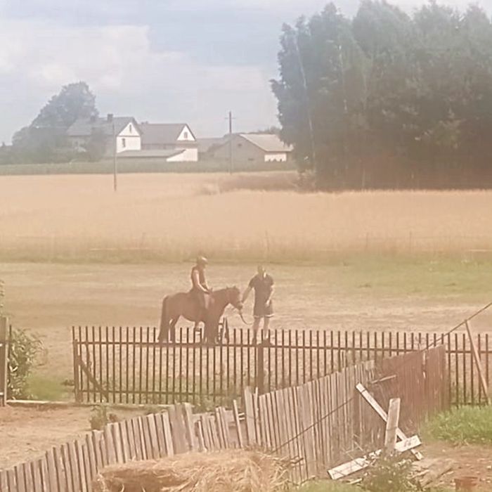 Klacz 4 lata - 120 cm/przyjęła jeźdźca