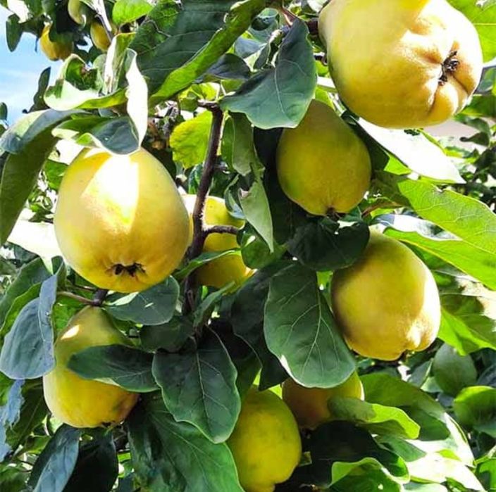 Pigwa niepryskana własne drzewo