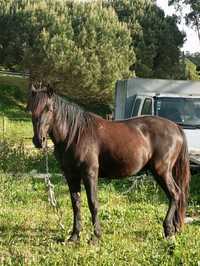 Cavalo preto com 5 anos muito bonito