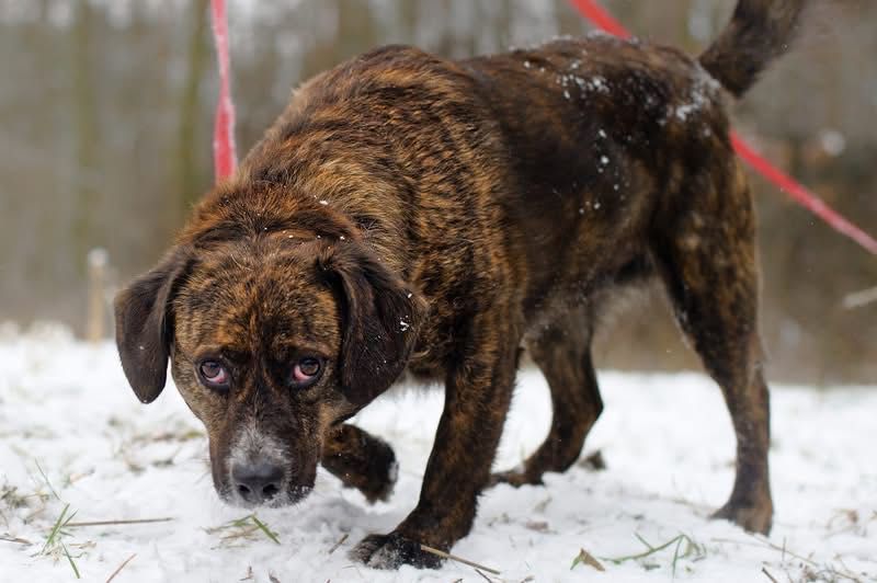 Hugo i Fado szukają rodziny