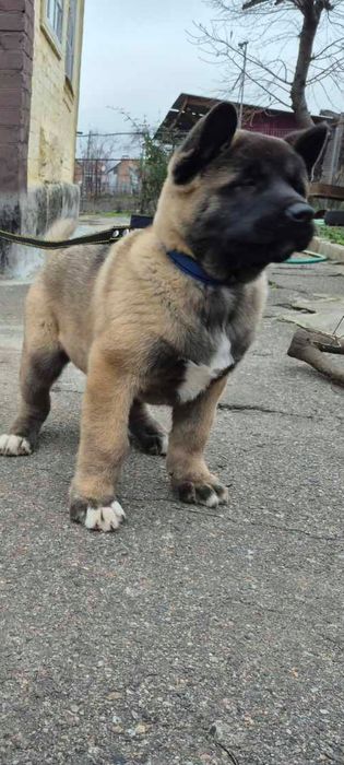 Щастя у ваш будинок акітята