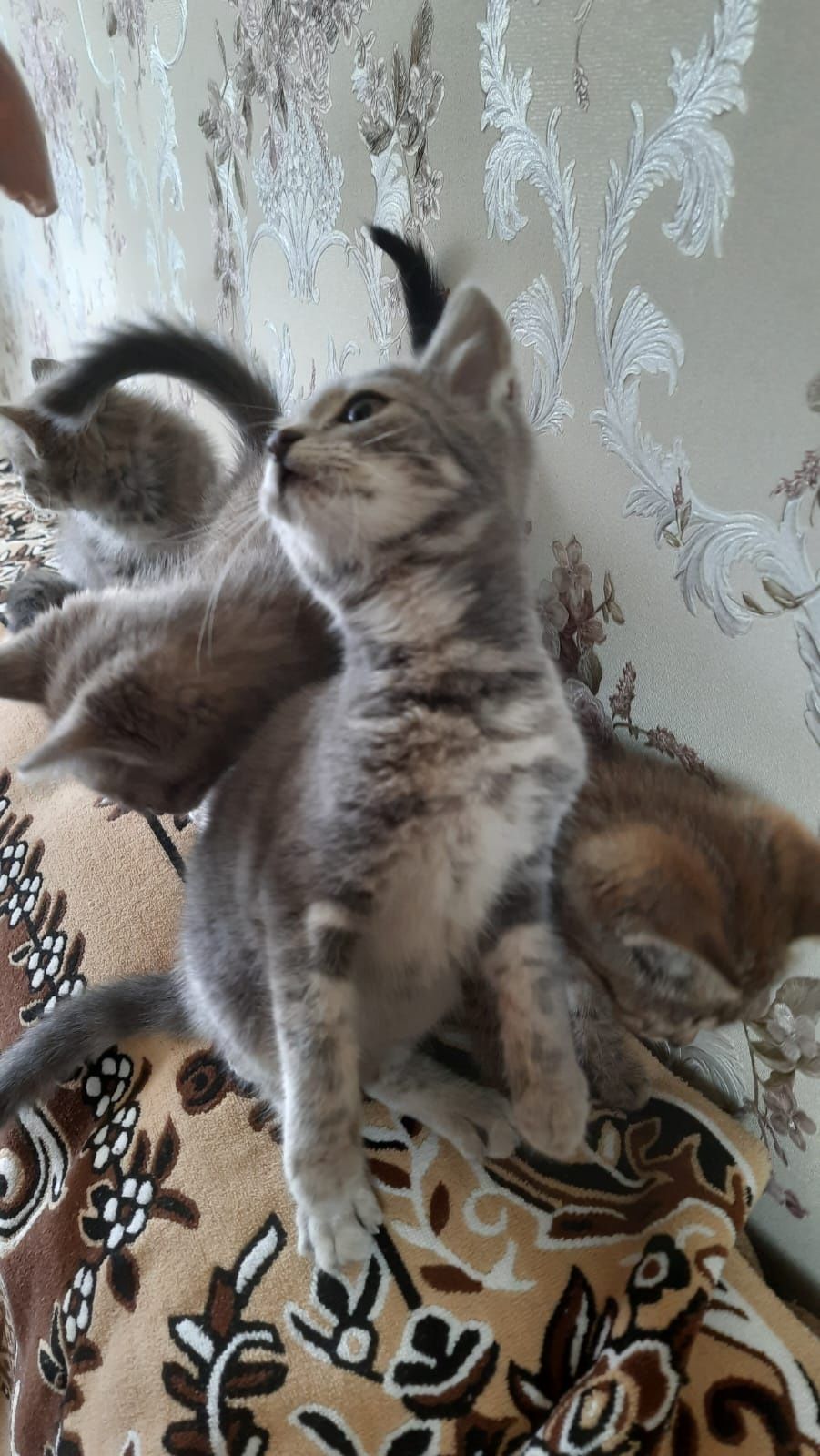 Віддам котиняток