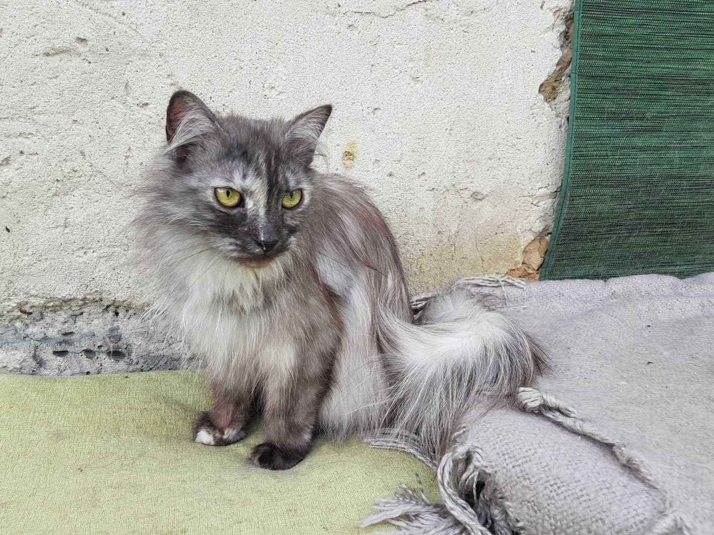 LILY szara długowłosa piękność z FIV+ i FeLV+ pilnie potrzebuje domu