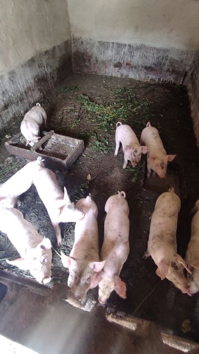 Продажа поросят.