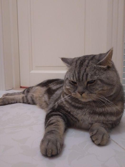 В'язка. Скоттіш страйт
