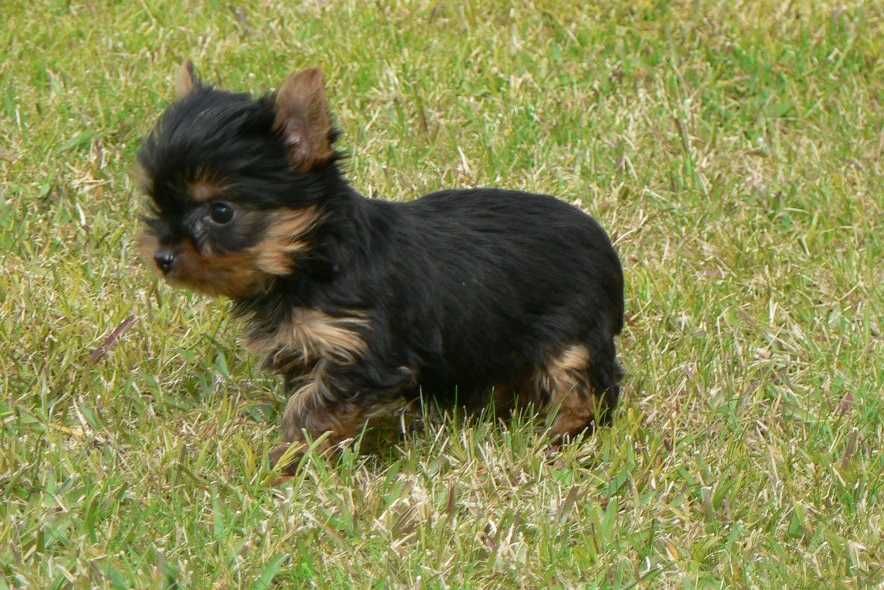 Yorkshire Terrier C/LOP, Afixo e Vacinas