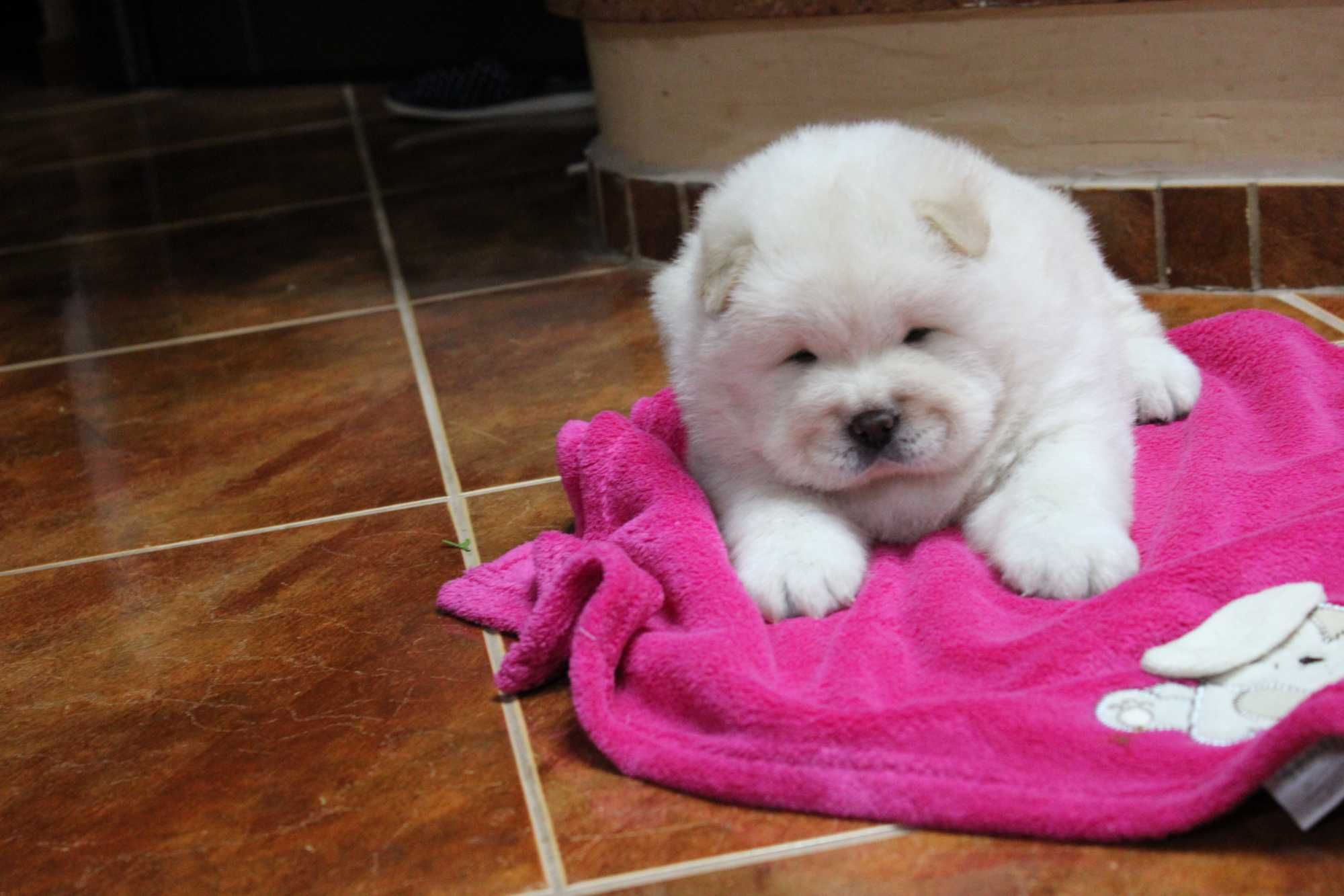 Piesek chow-chow