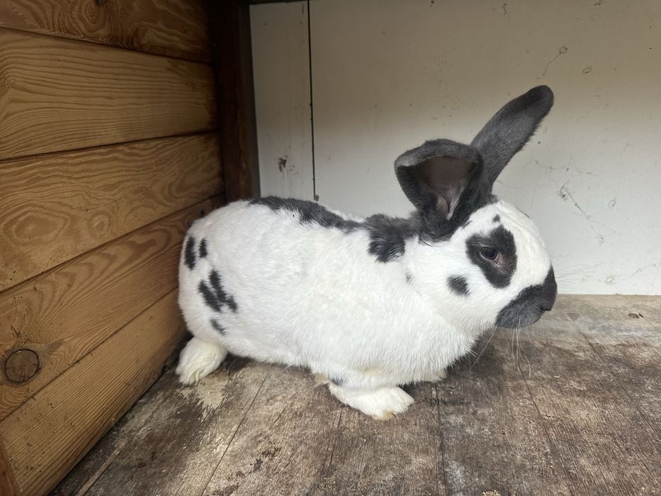 Olbrzym srokacz niemiecki Samiec