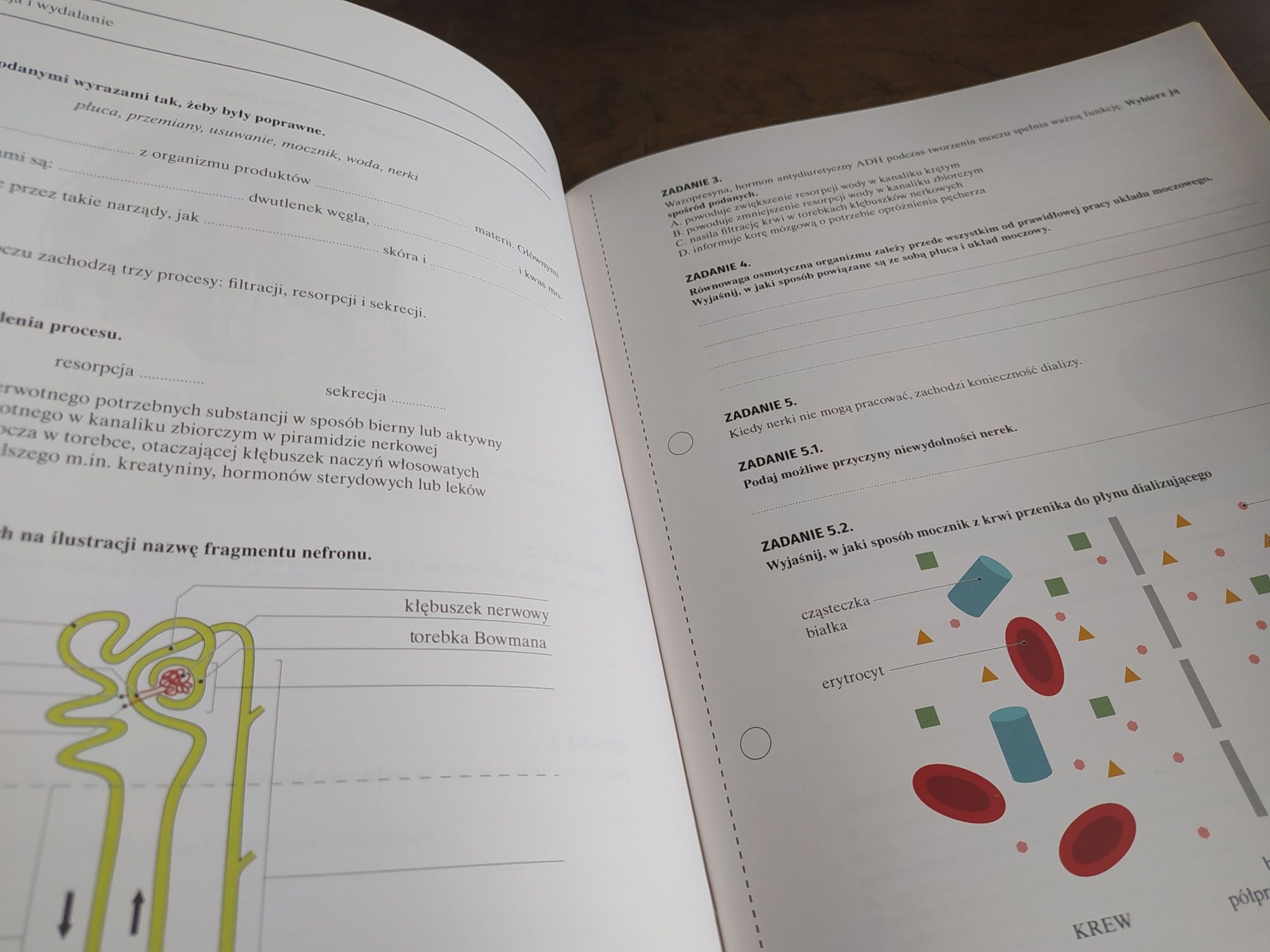 Biologia 2 Operon karty pracy