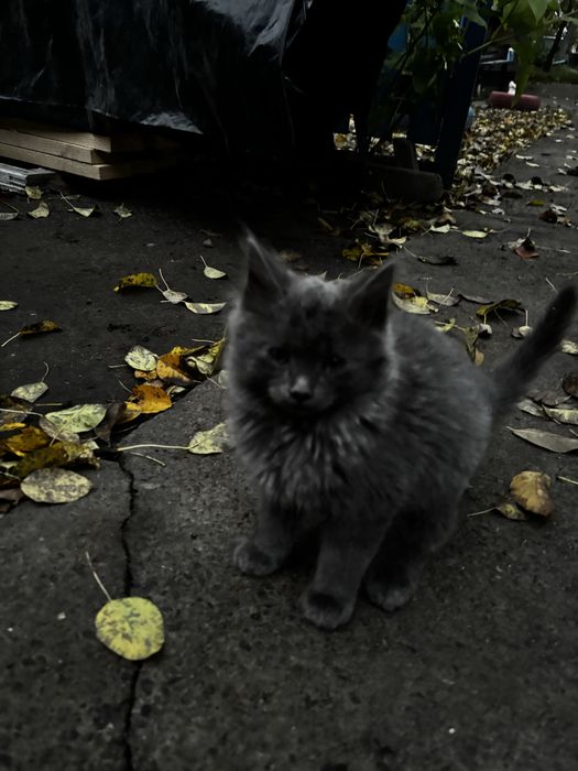 Хлопчик Безкоштовно