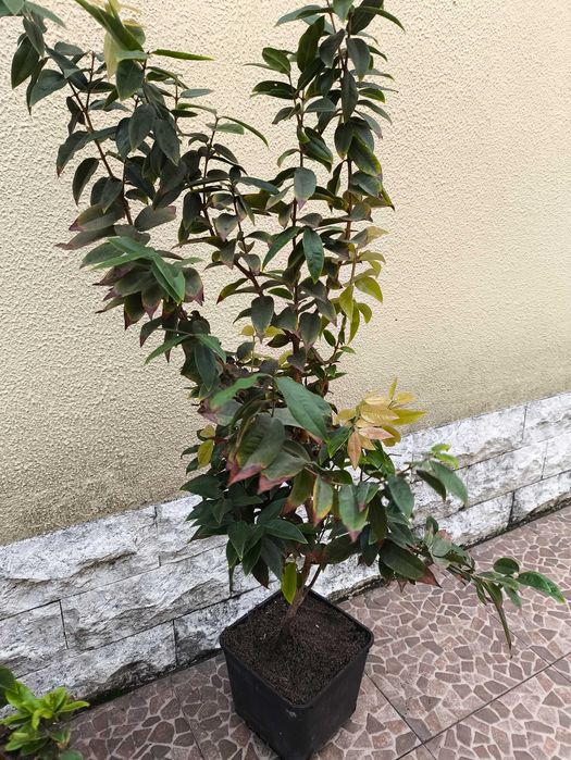 Jabuticaba escarlate com fruto