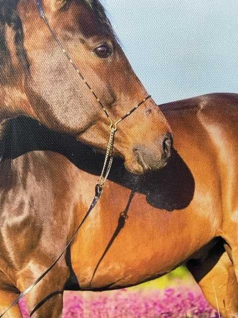 Zdjęcie konia na płótnie  / obraz 30 cm x 30 cm