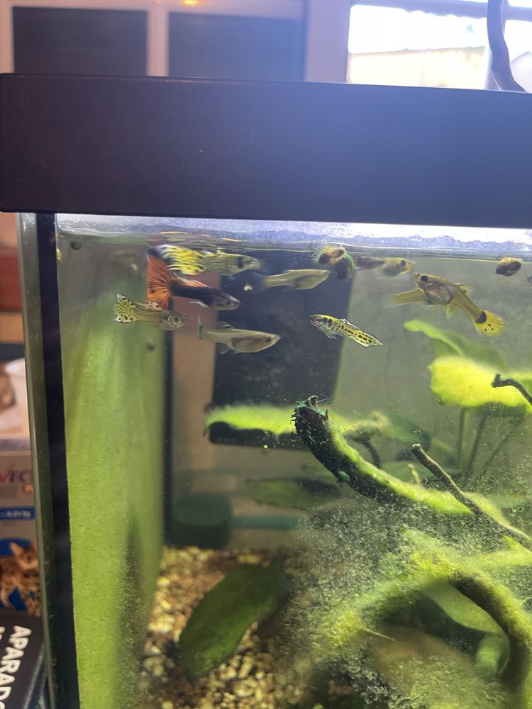 Guppys Sortidos para Venda