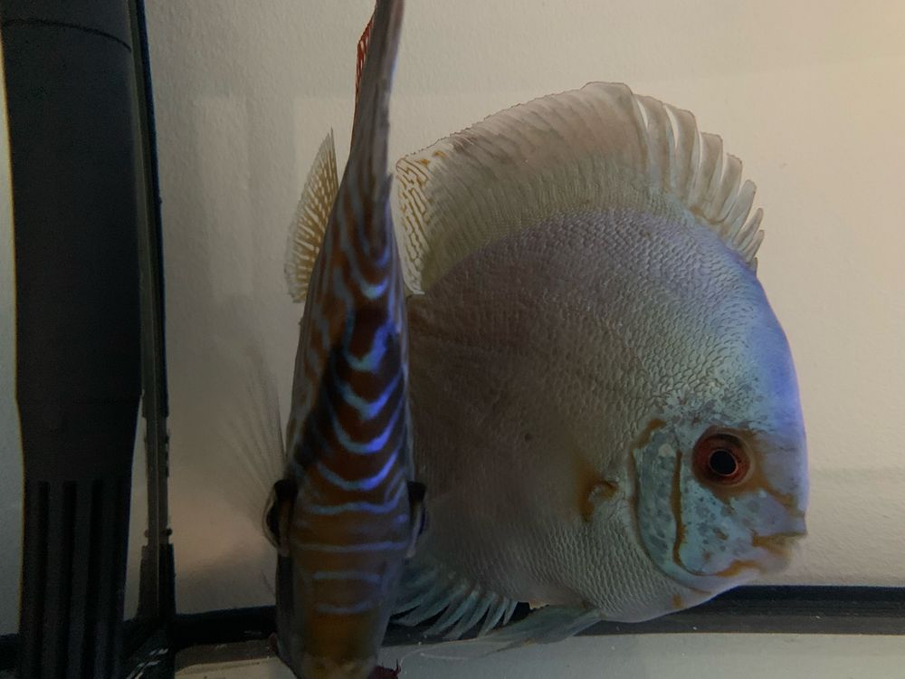 Vendo casal de discus confirmado ,macho piwowarosky/femea cobalt blue