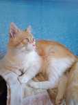 Котик Бакс, кастрований!