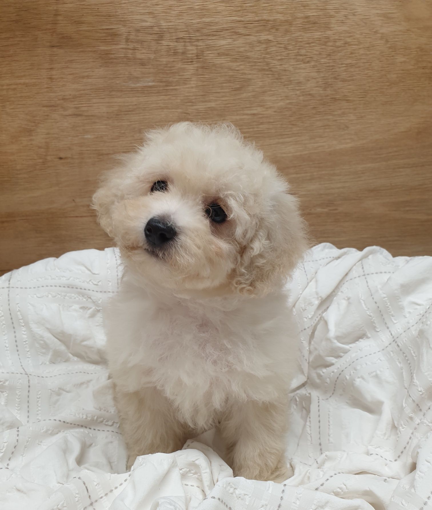 Poochon/ Bichpoo/ Bichon/ Pudel. Chłopczyk.