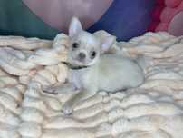 Chihuahua***Piękny***Maleńki***Już***Do***Odbioru
