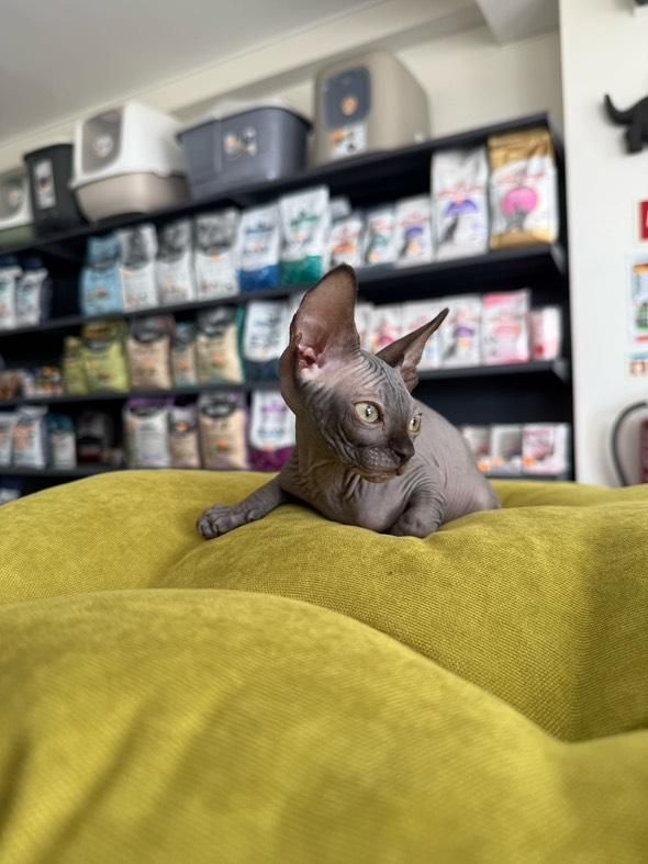Sphynx Blue - Menino