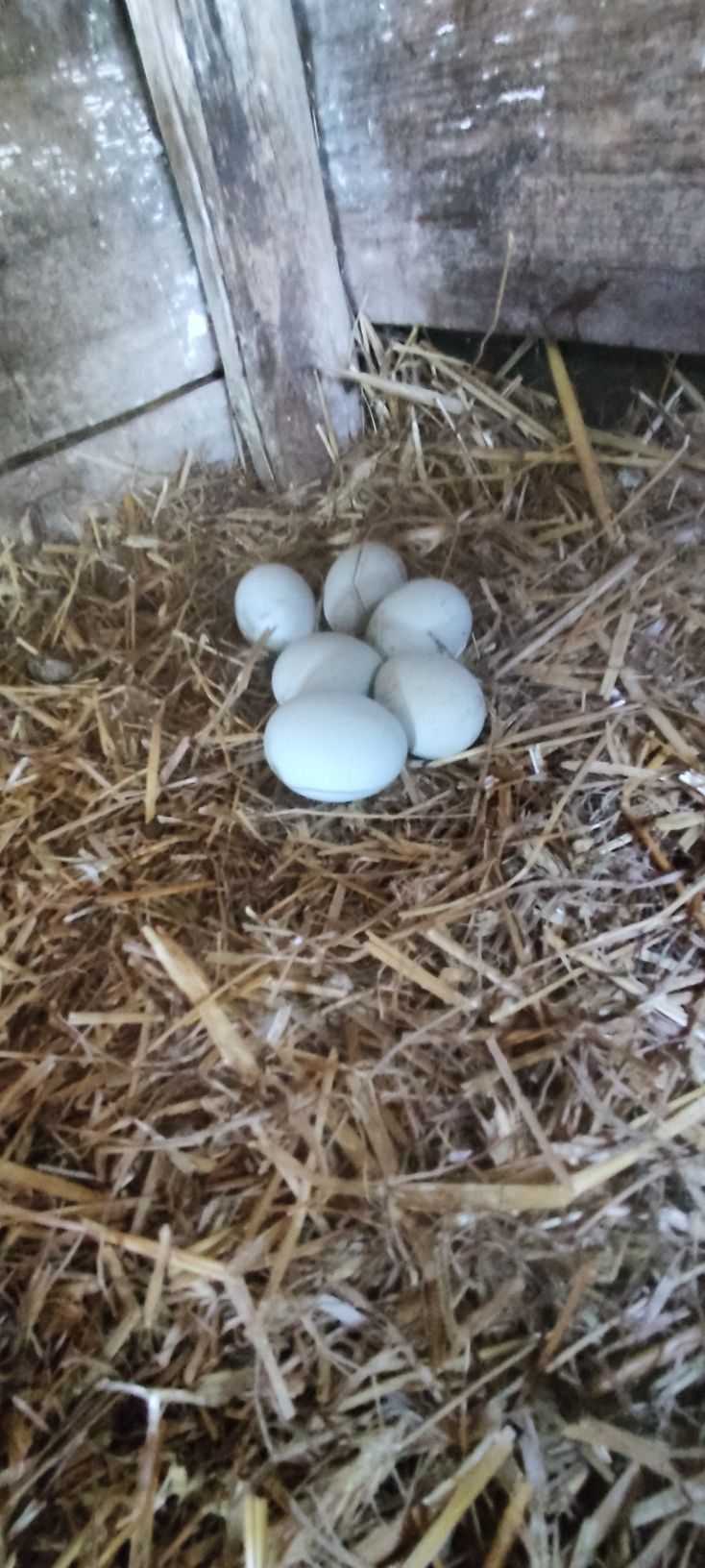 Sprzedam kury araucana